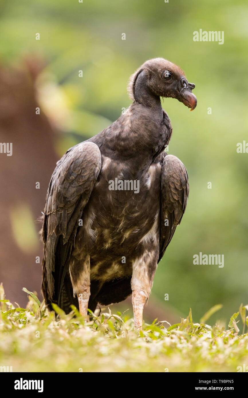 King Vulture, nourrir les oiseaux immatures sur sol, Laguna de Lagarto, le Costa Rica 30 Mars 2019 Banque D'Images