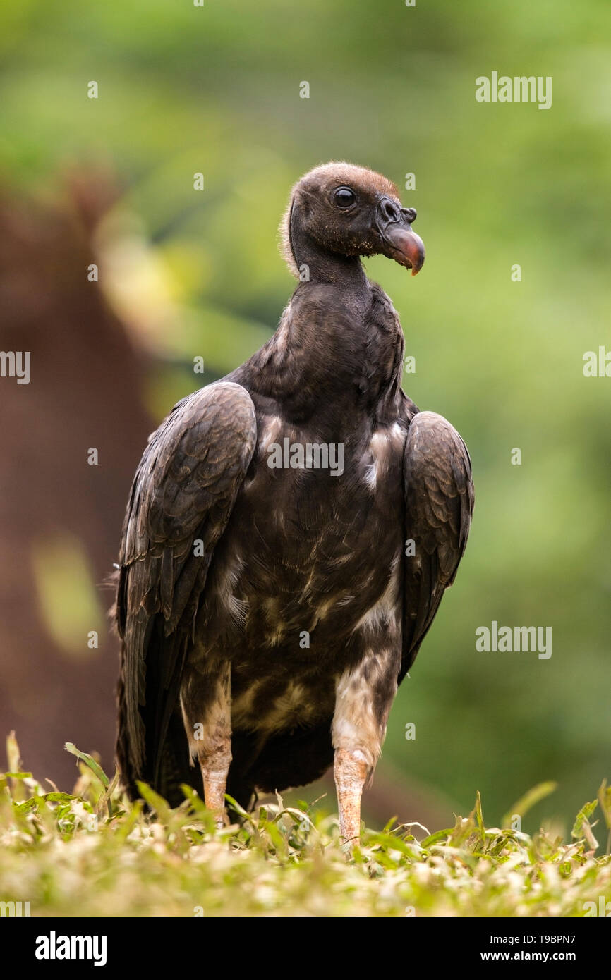 King Vulture, nourrir les oiseaux immatures sur sol, Laguna de Lagarto, le Costa Rica 30 Mars 2019 Banque D'Images