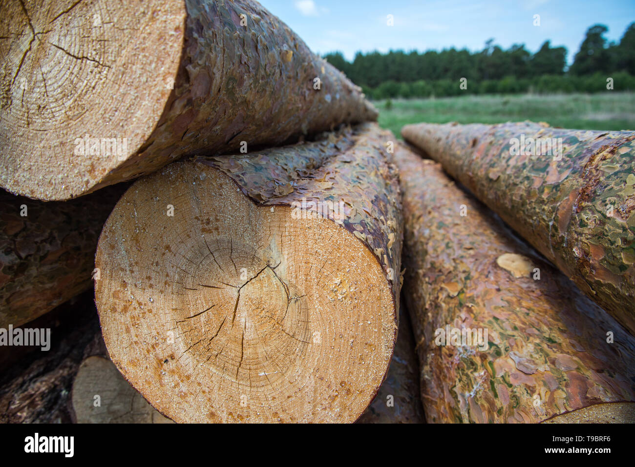 Grumes de pin close-up. Couper les troncs d'arbres empilés pour le commerce du bois sur une journée ensoleillée. Banque D'Images