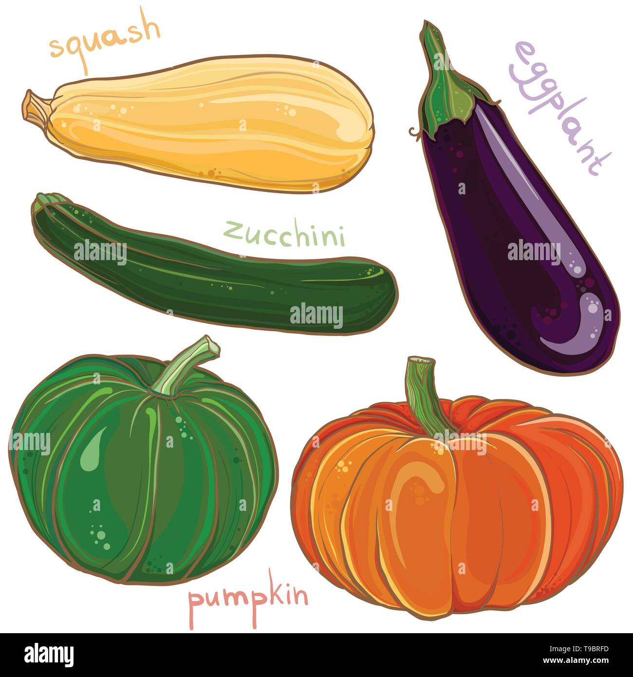 Vector illustration freehand coloré de légumes : aubergine, potiron, courges et courgettes. Set Design eps 10. Illustration de Vecteur