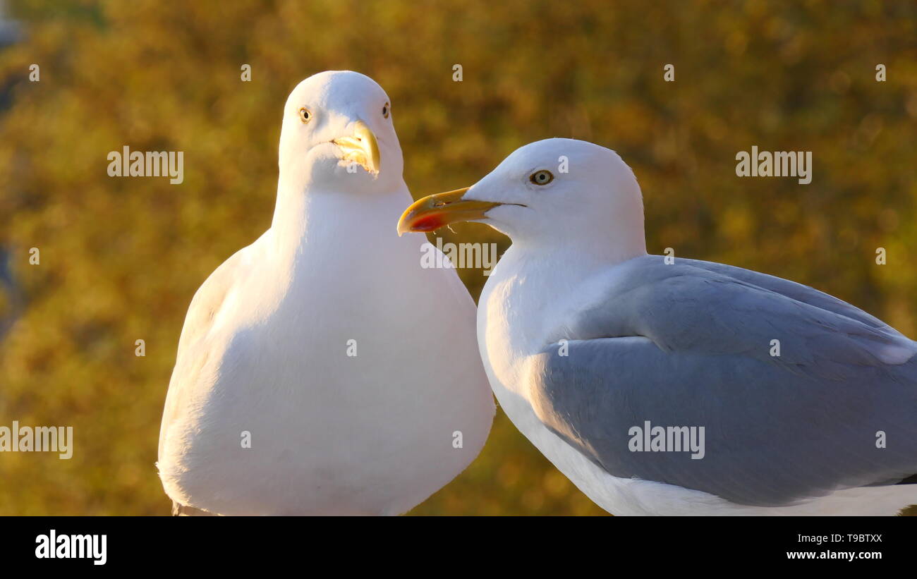 Une belle vue rapprochée de deux Mouettes à La Haye, Pays-Bas Banque D'Images