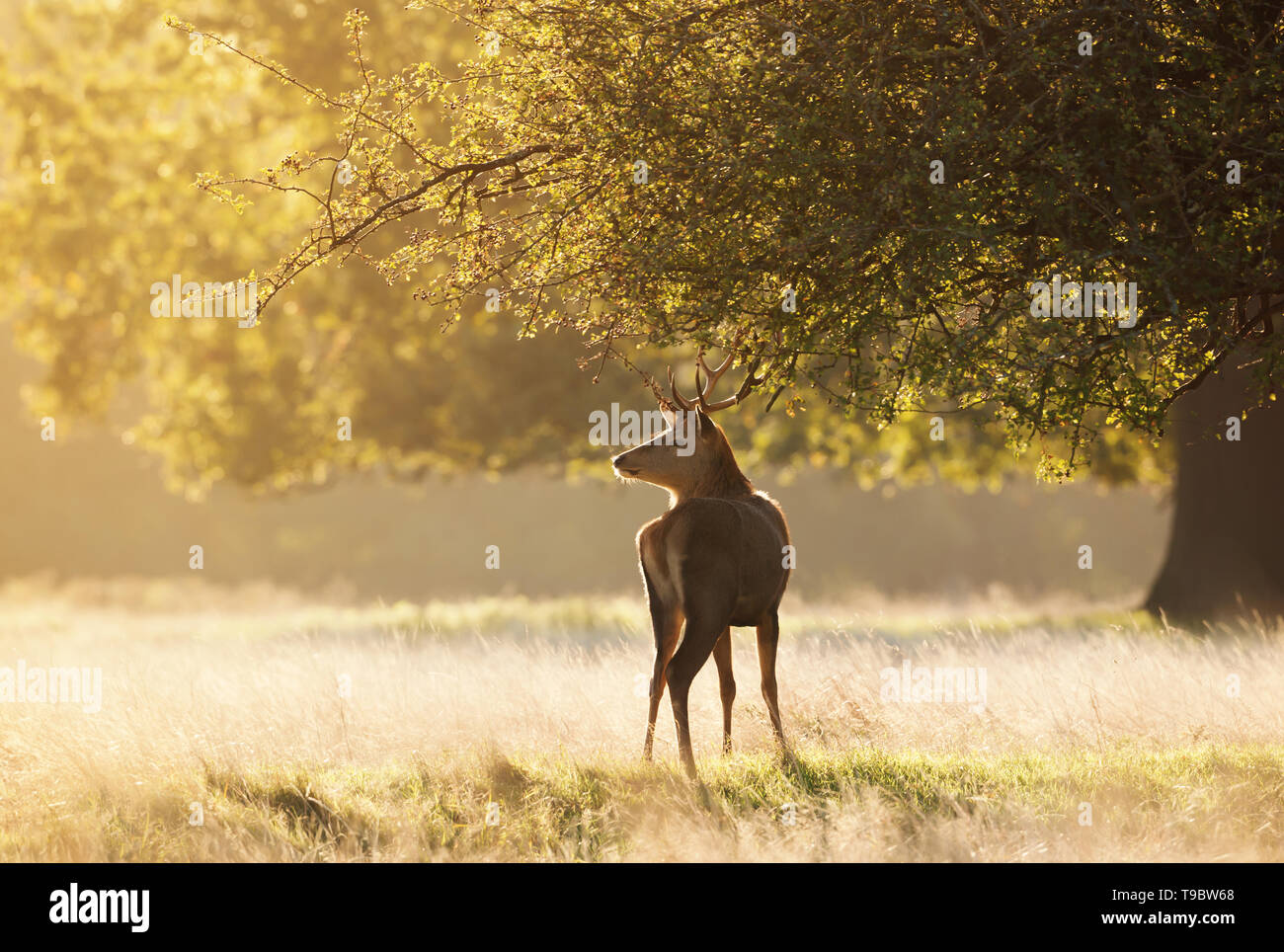 Les jeunes Red Deer standing sous l'arbre au lever du soleil, au Royaume-Uni. Banque D'Images