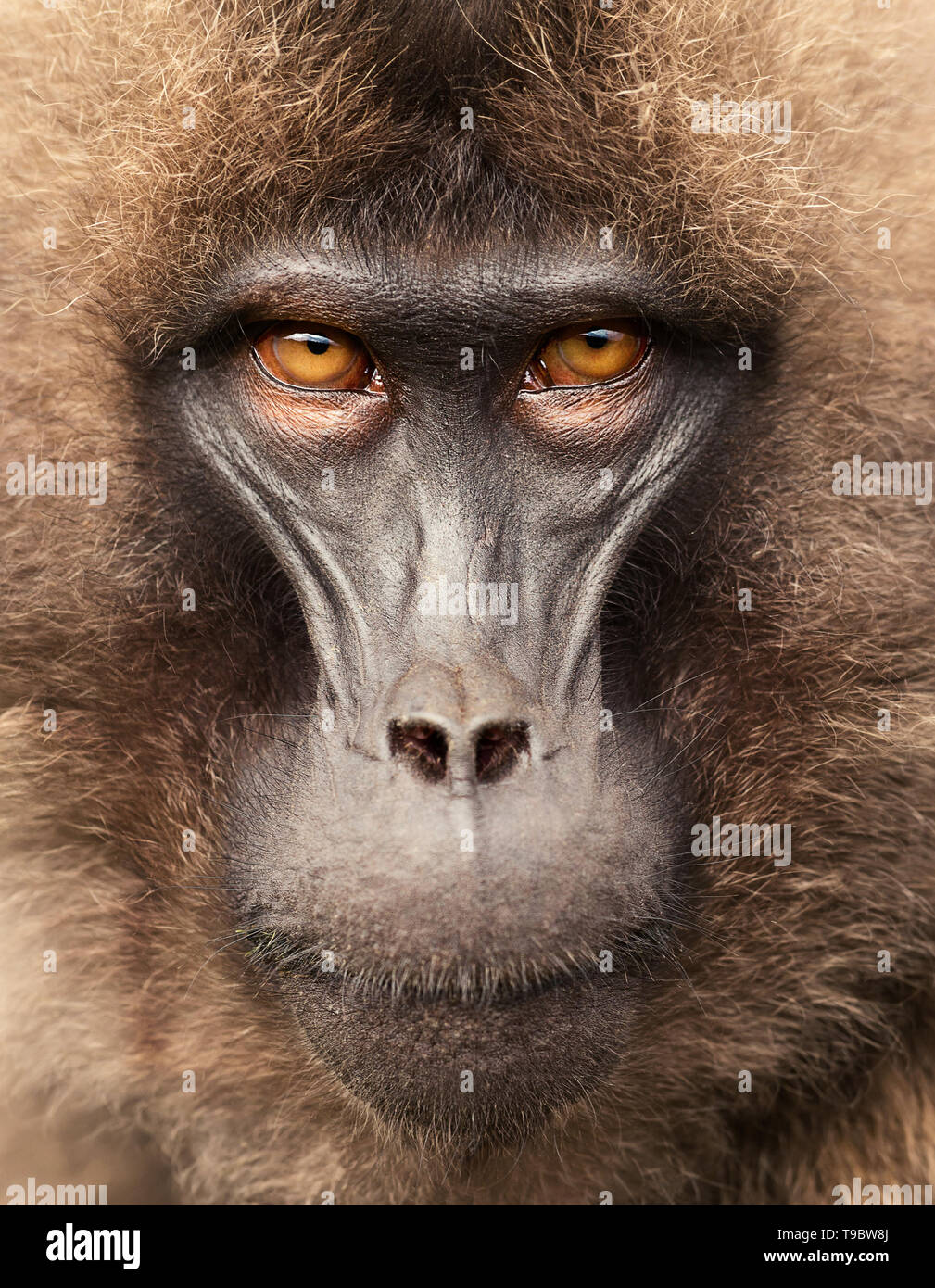 Close up of hot singe Gélada (Theropithecus gelada), les montagnes du Simien, l'Éthiopie. Banque D'Images