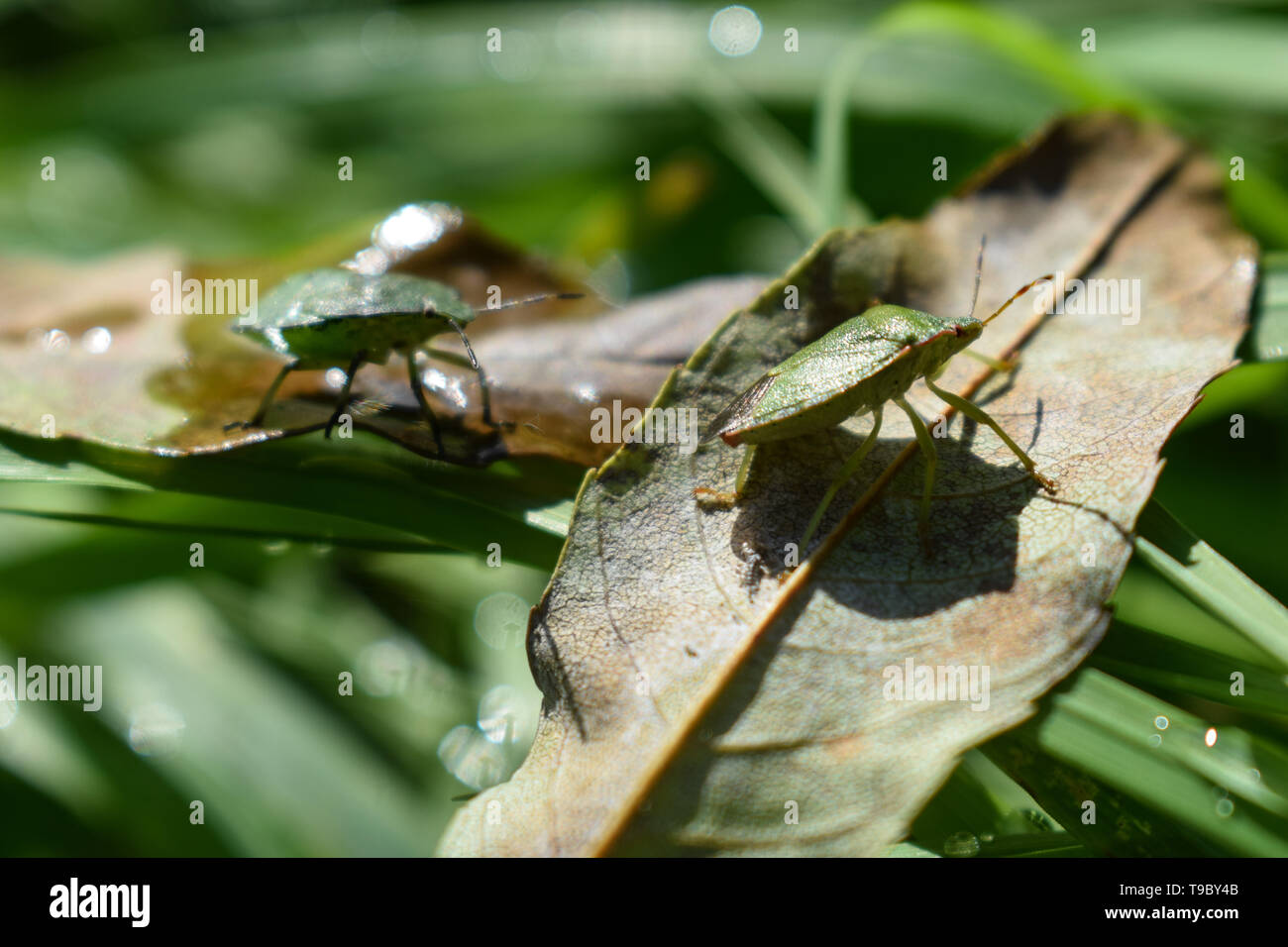 Deux bogues bouclier dans l'herbe Banque D'Images