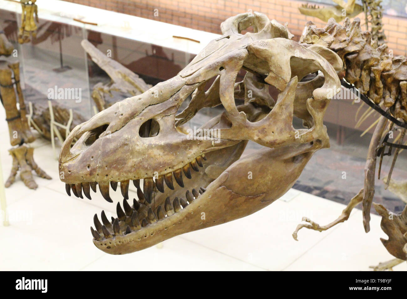 Moscou 05.12.2019 : Musée paléontologique. Crânes et squelettes de dinosaures. Grande tête de dinosaure avec des dents pointues. La paléontologie Banque D'Images