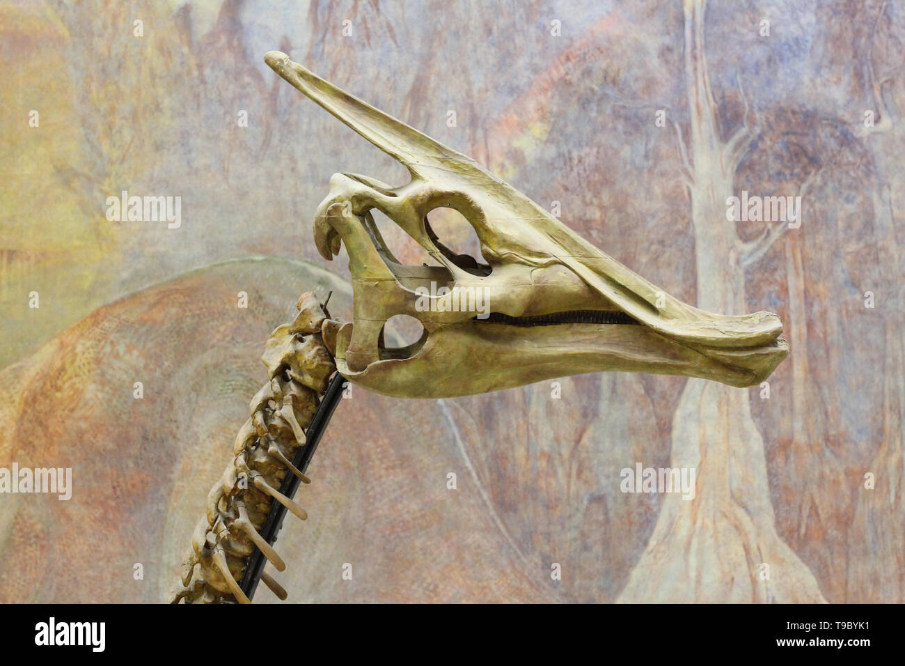 Moscou 05.12.2019 : Musée paléontologique. Crânes et squelettes de dinosaures. Grande tête de dinosaure avec des dents pointues. La paléontologie Banque D'Images