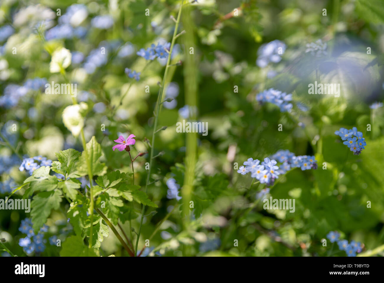 Bleu soleil aux couleurs vives forget-me-fleurs pas contre un arrière-plan boisé vert naturel, à l'aide d'une faible profondeur de champ. Banque D'Images