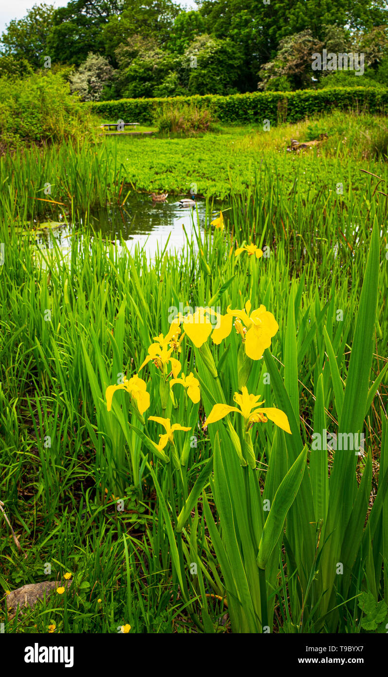 Iris jaune par un étang Mai 2019 Banque D'Images
