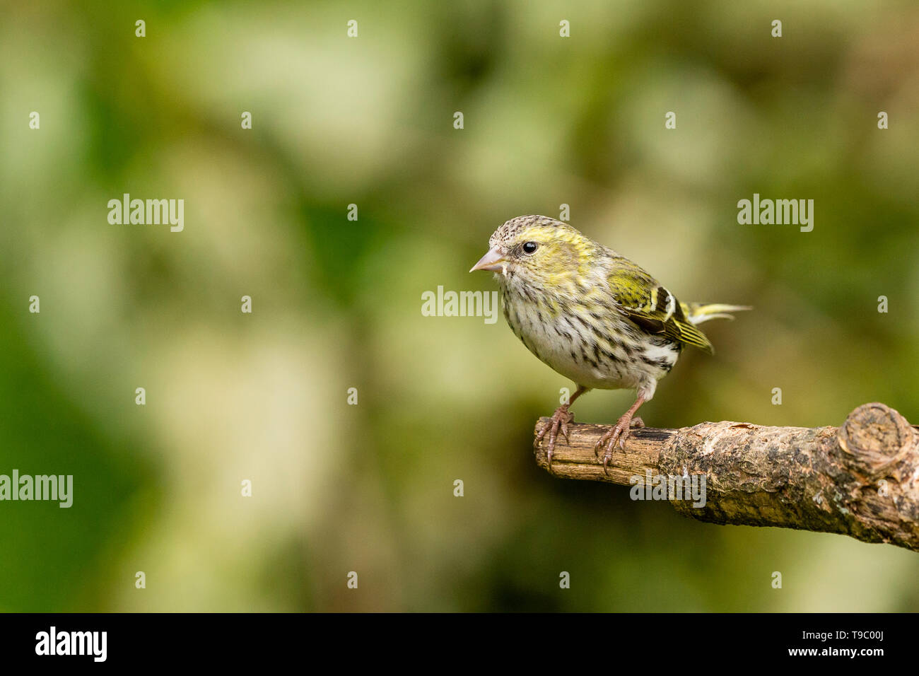 Tarin des aulnes femelle au printemps au milieu de l'année au Pays de Galles Banque D'Images