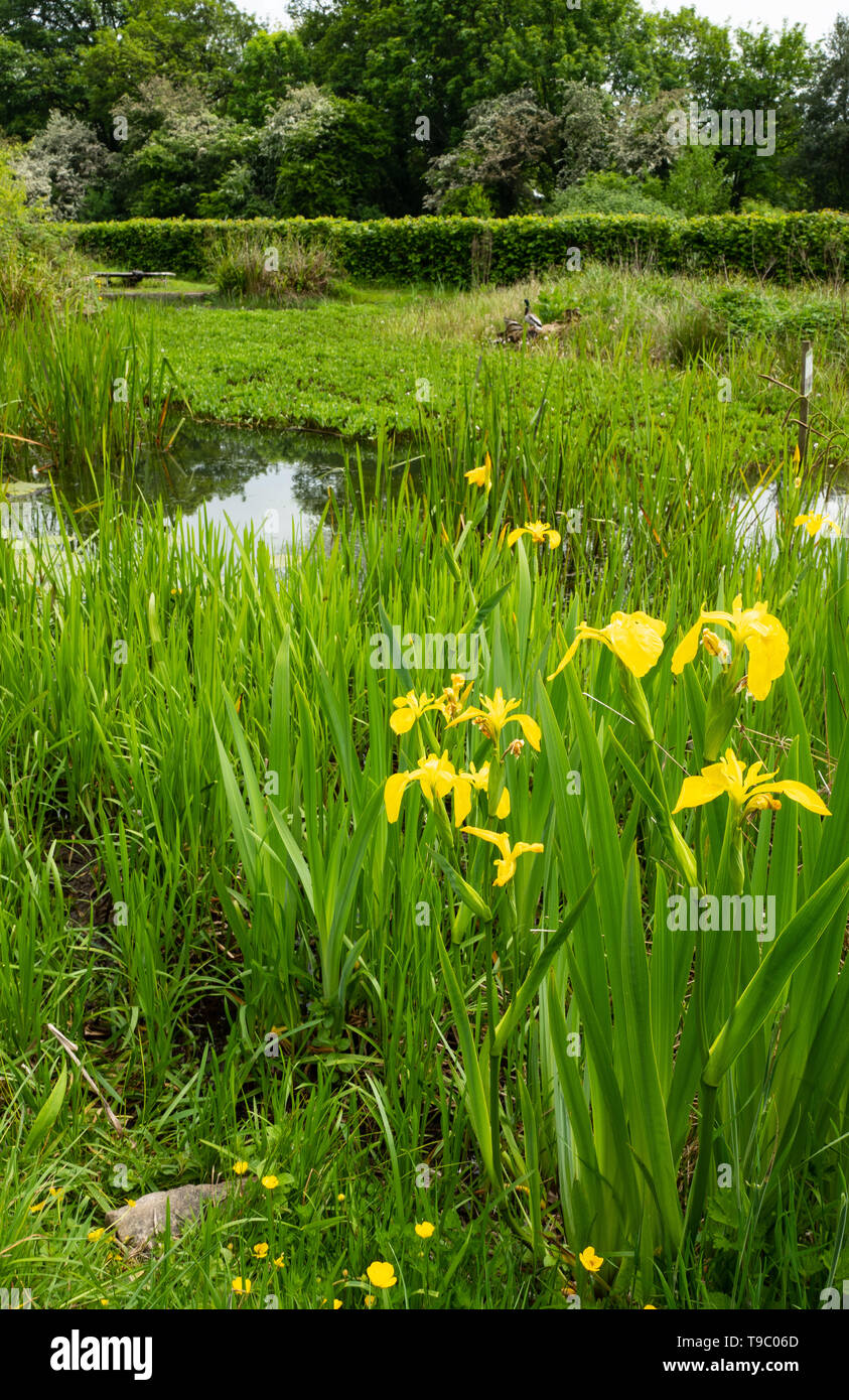 Iris jaune par un étang Mai 2019 Banque D'Images