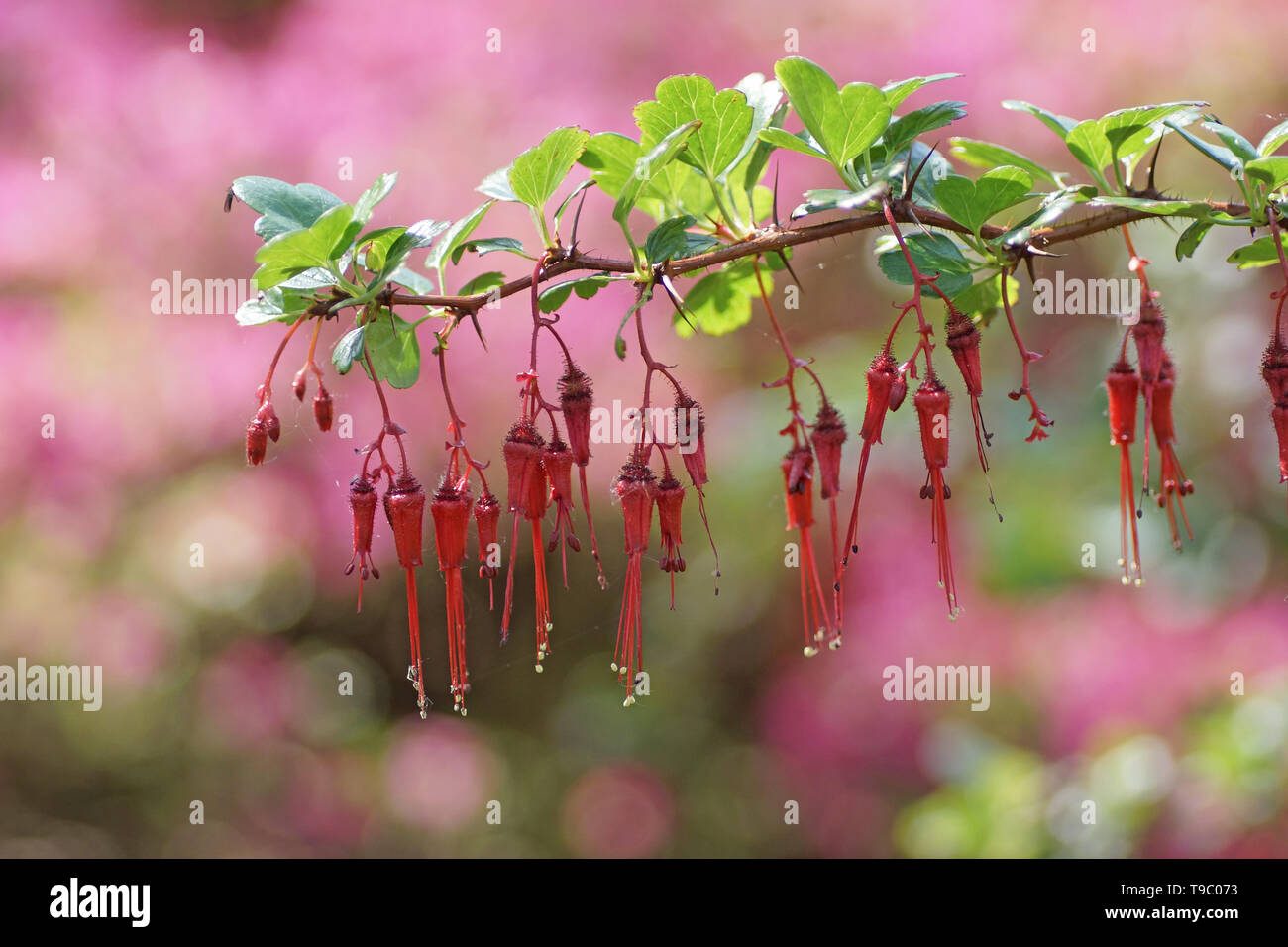 Ribes speciosum à Clyne gardens, Swansea, Pays de Galles, Royaume-Uni. Banque D'Images