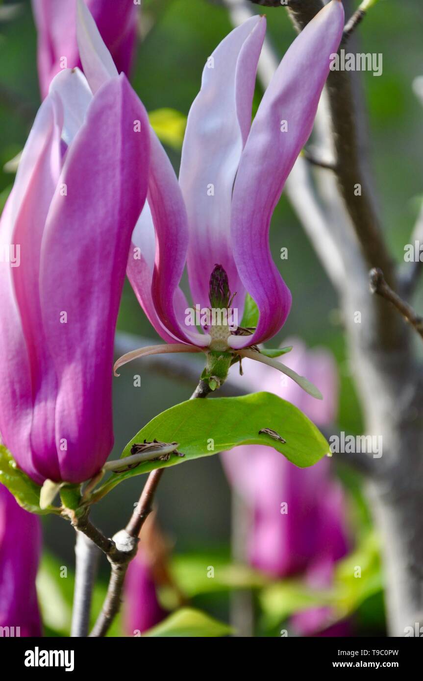 Magnolia rose close up dans le parc Banque D'Images