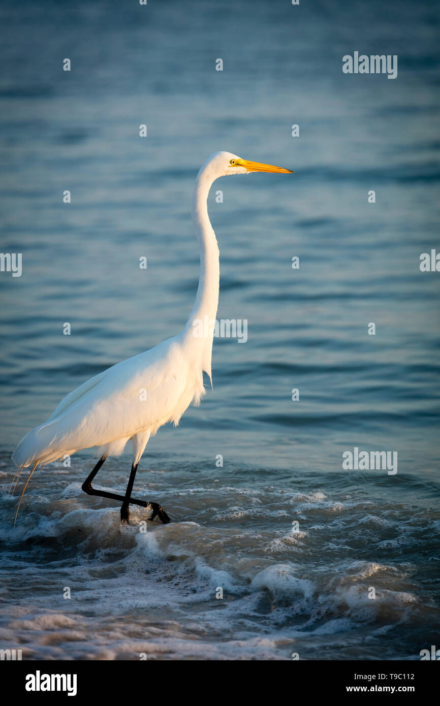 Grande Aigrette (Ardea alba), ou l'Aigrette commune sur une plage dans le sud-ouest de la Floride, Naples, Florida, USA Banque D'Images