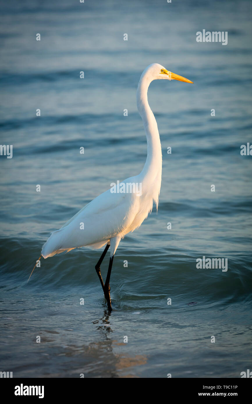 Grande Aigrette (Ardea alba), ou l'Aigrette commune sur une plage dans le sud-ouest de la Floride, Naples, Florida, USA Banque D'Images