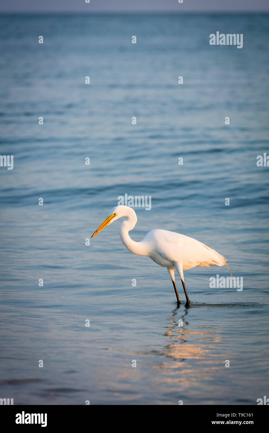 Grande Aigrette (Ardea alba), ou l'Aigrette commune sur une plage dans le sud-ouest de la Floride, Naples, Florida, USA Banque D'Images