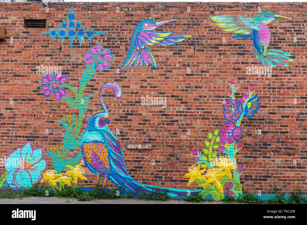 Decorative murale extérieure de cailles / fleurs et oiseaux-mouches par Lynnette Haozous sur mur d'OT Circus Banque D'Images