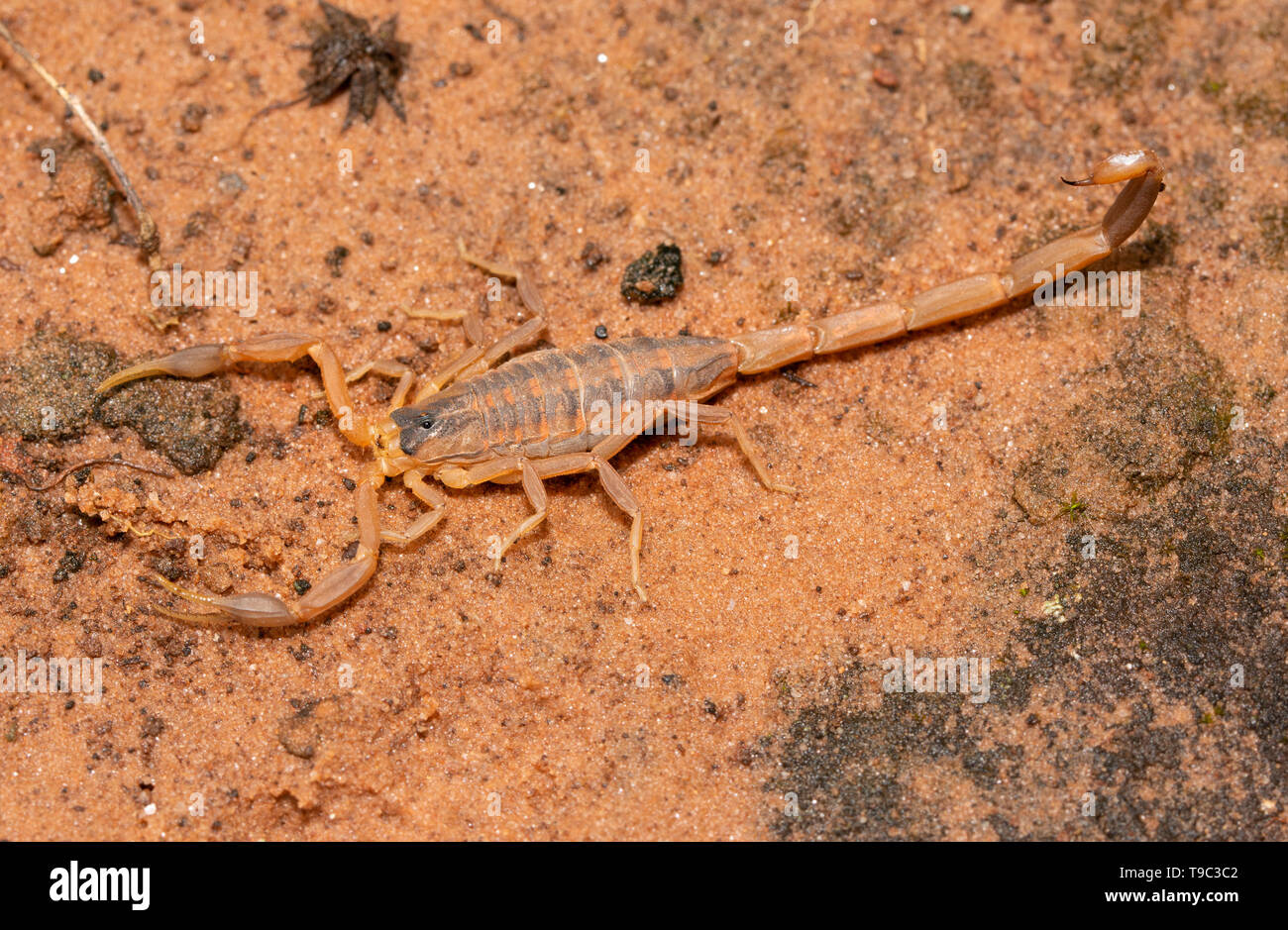 Écorce rayée, Scorpion Centruroides vittatus, camouflée sur sable rouge, avec son non-menaçante stinger vers le bas Banque D'Images