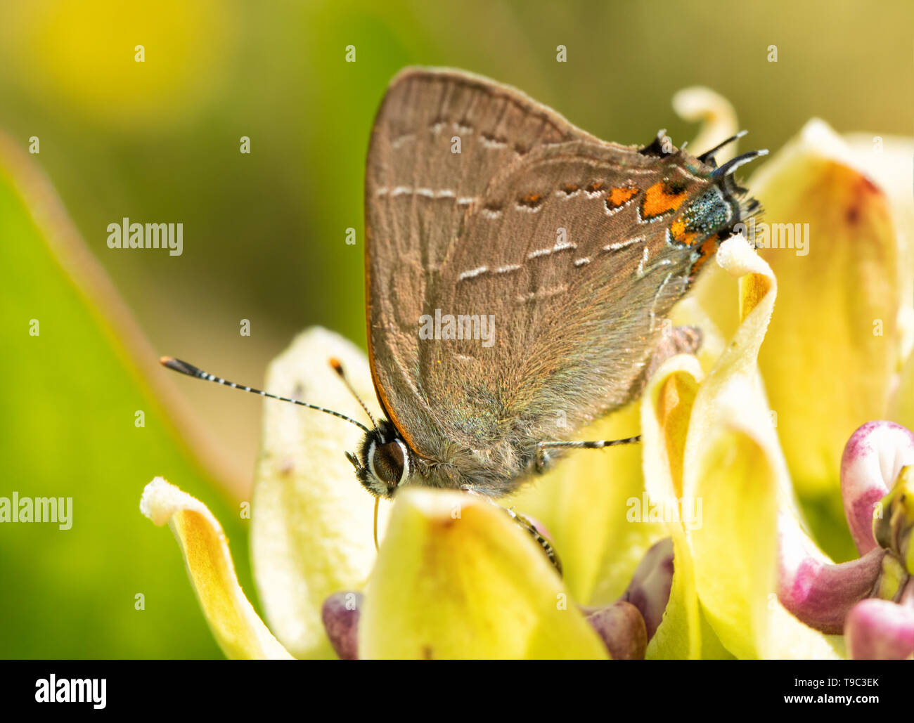 Petit papillon porte-queue du sud du Nord se nourrissent d'une fleur au printemps de l'asclépiade Banque D'Images