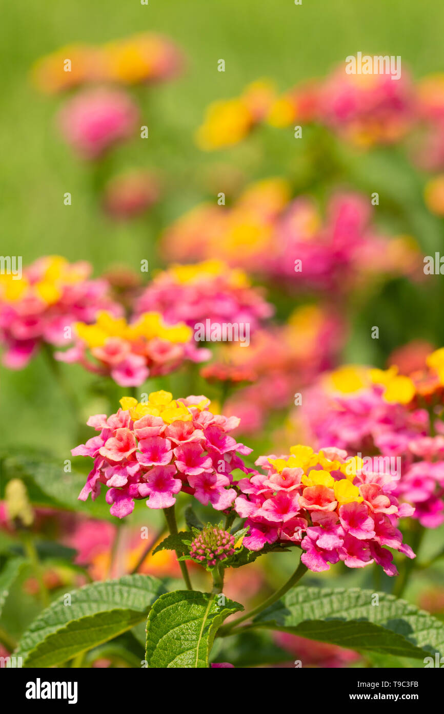 Lantana en fleurs fleurs de couleurs vives en été Banque D'Images