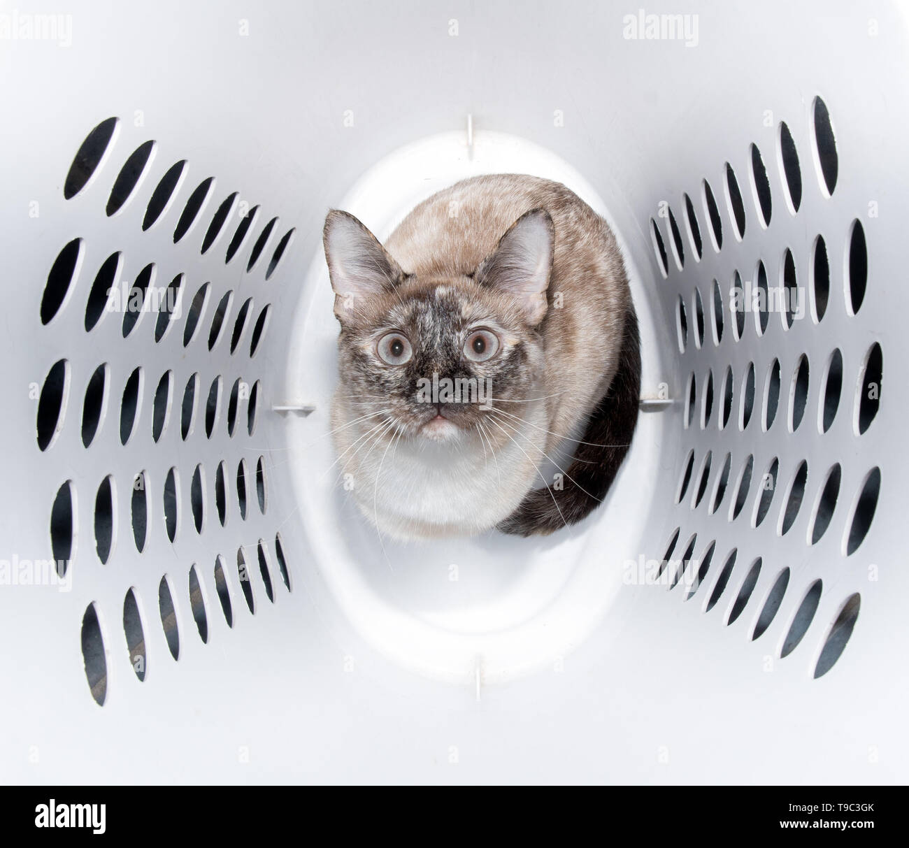 Cute tortie point Siamese Cat assis dans un panier de blanchisserie, looking up Banque D'Images