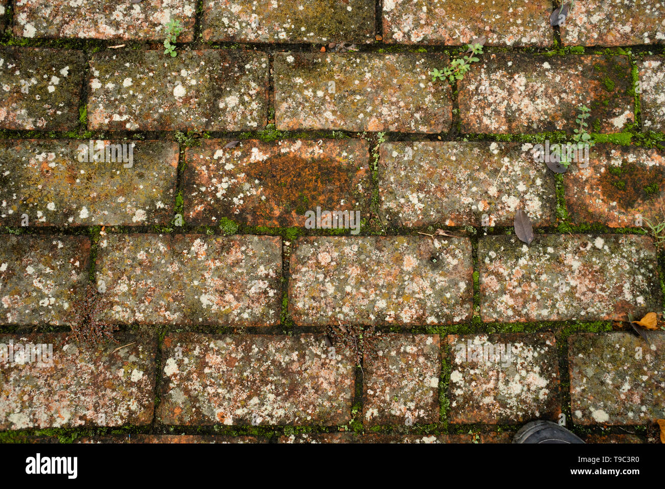 Parquet ancien en briques avec Moss et croissance lychen Banque D'Images