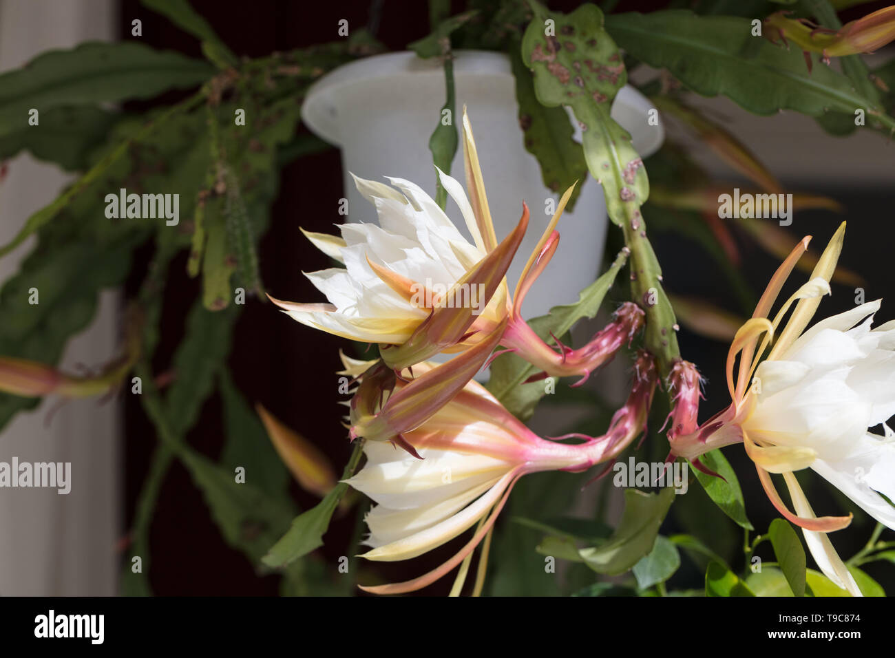 Philippe Soulier 'Feuille', Bladkaktus (Cactus Epiphyllum hybride) Banque D'Images