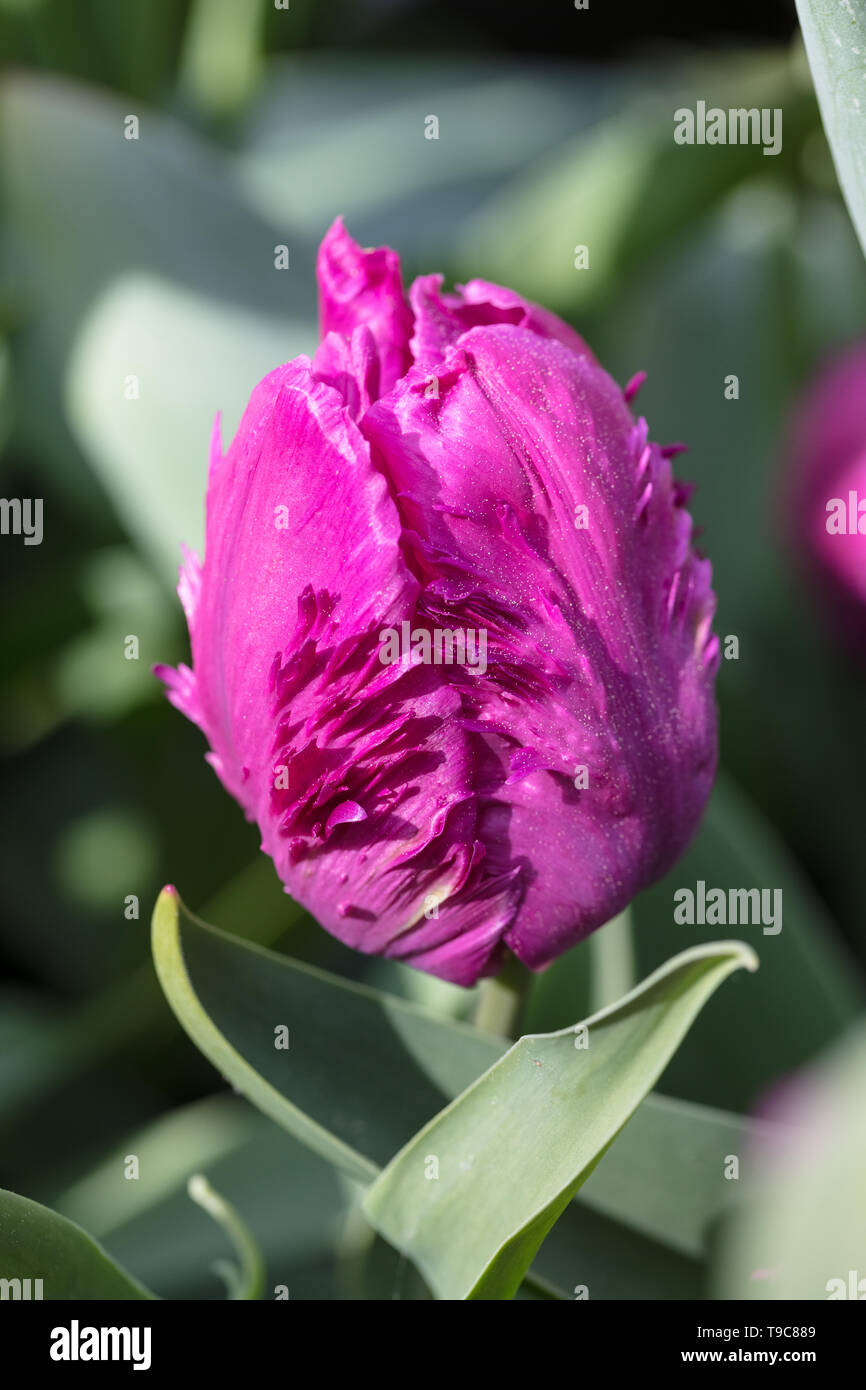 'Blue Parrot Parrot Tulip, Papegoya' tulpan (Tulipa Gesneriana) Banque D'Images