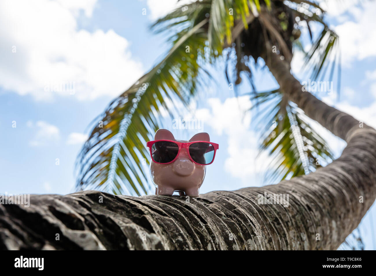 Tirelire rose avec des lunettes de travers sur le tronc de palmier contre le ciel bleu Banque D'Images