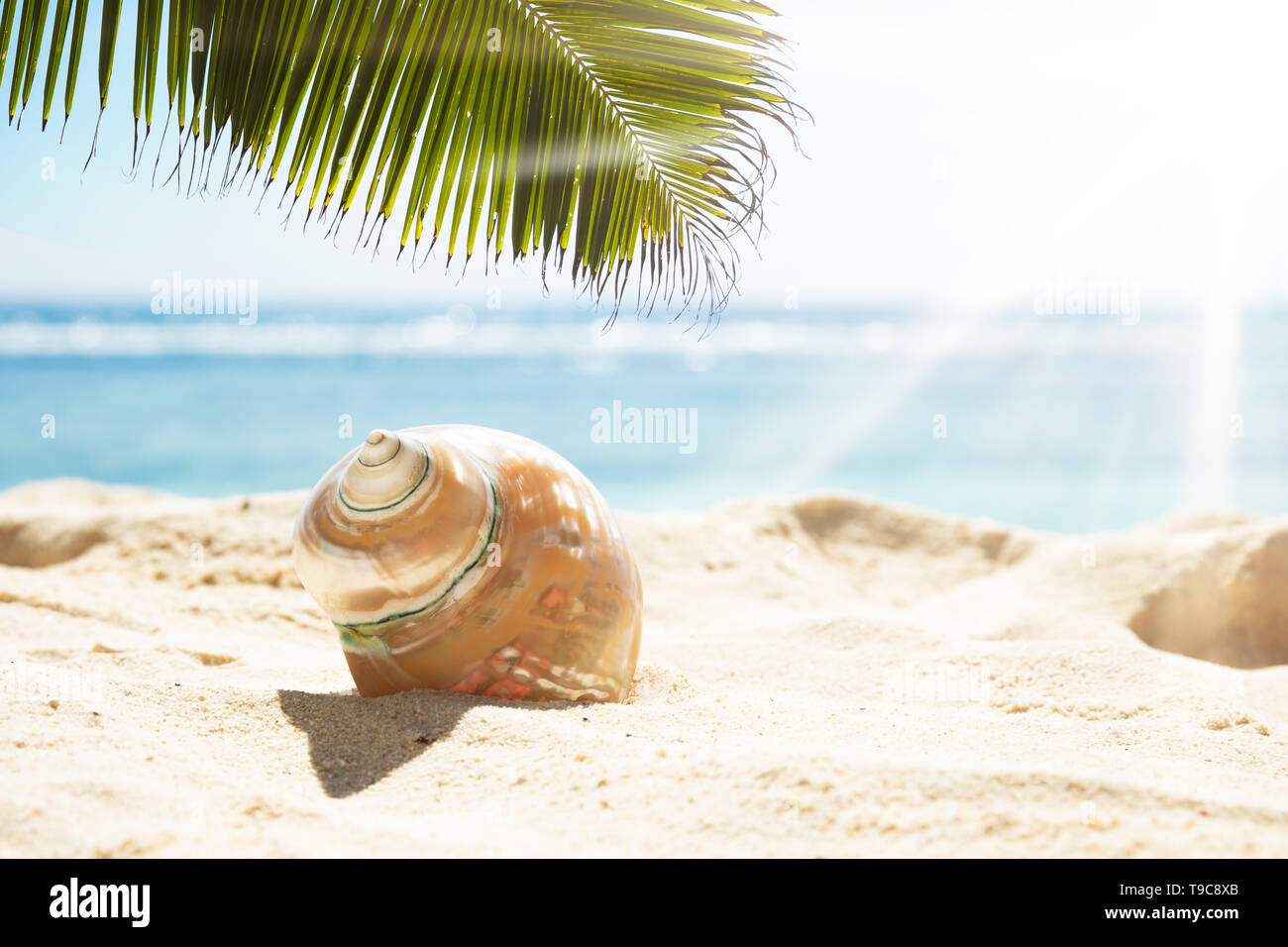 Les feuilles de palmier sur le coquillage conque sur le sable en plein soleil à la plage Banque D'Images