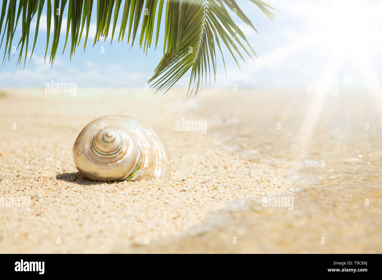 Les feuilles de palmier sur le coquillage conque sur le sable en plein soleil à la plage Banque D'Images