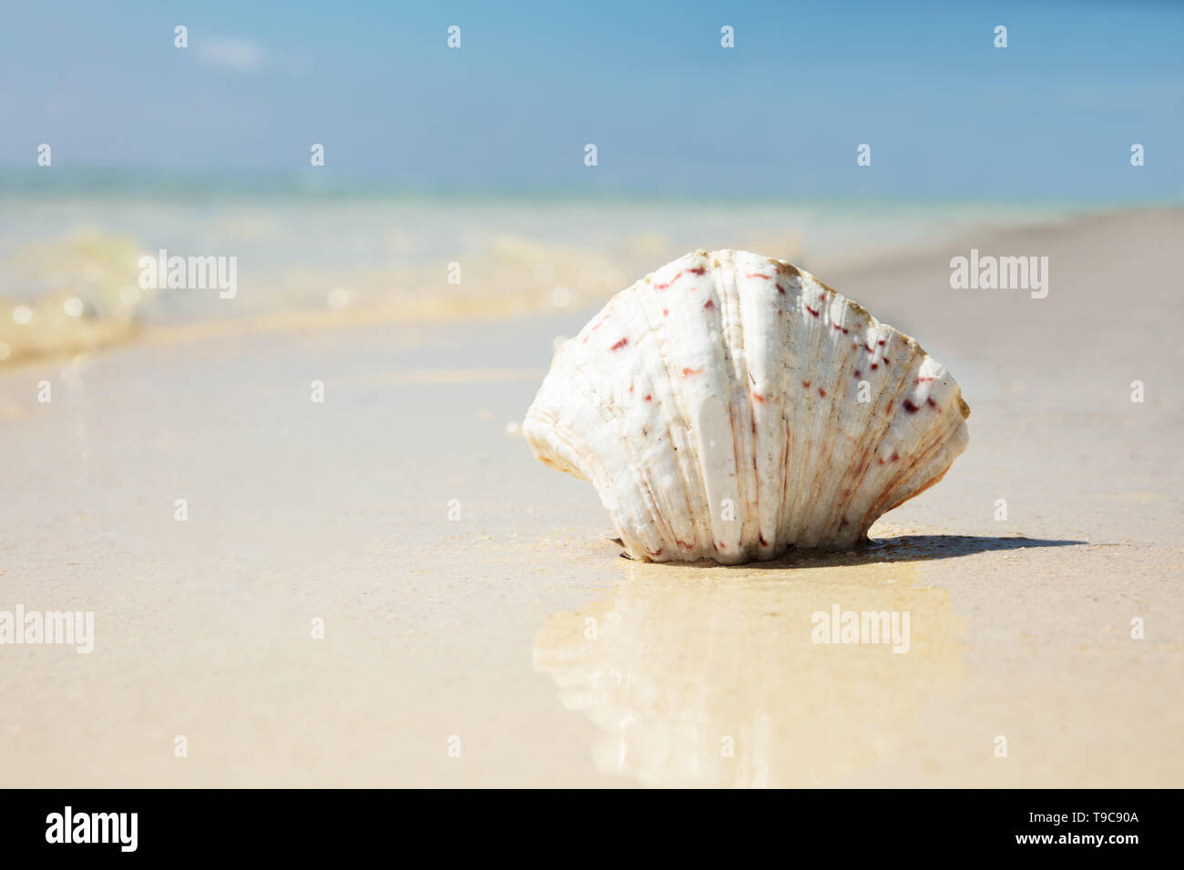 Close-up of White Scallop Seashell sur le sable près de la mer à la plage Banque D'Images