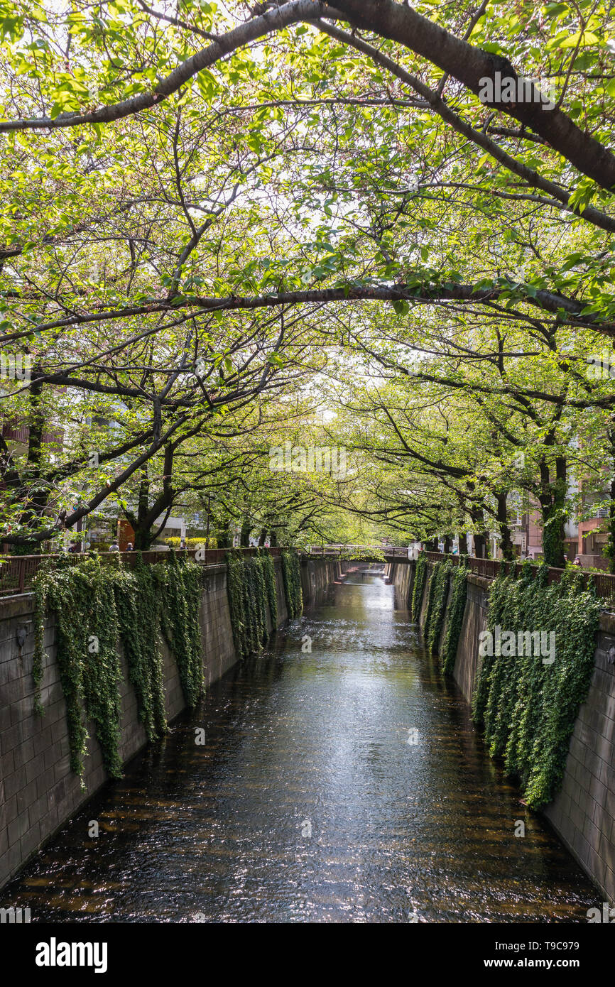 Tunnel d'arbres sur la rivière au Japon Banque D'Images