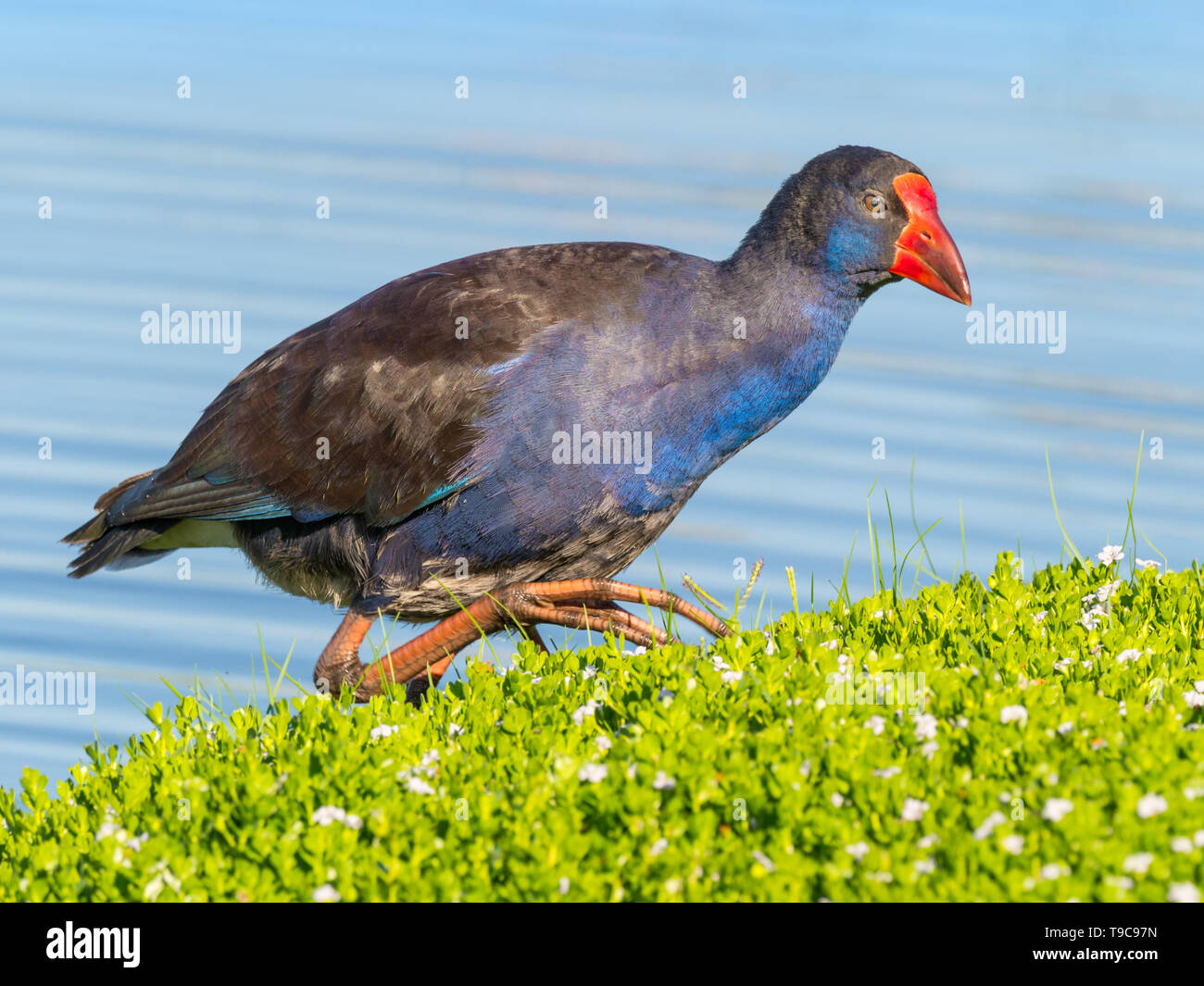 Une talève sultane (Porphyrio porphyrio) au bord de l'eau au lac Bouvier à Perth, Australie occidentale. Banque D'Images