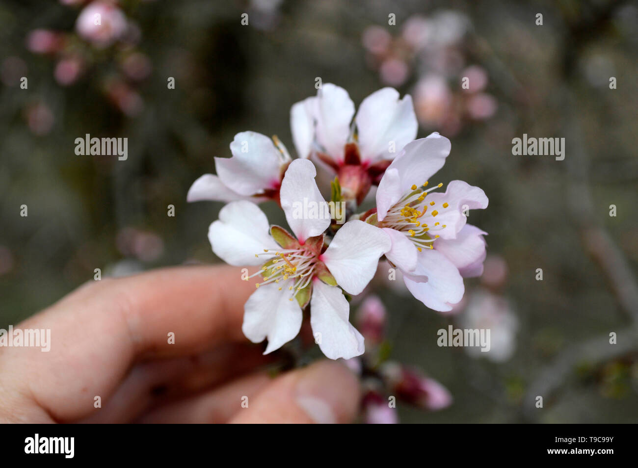 Rose d'amande et de fleurs blanches frissonnant sur les rafales de vent froid, peu avant le printemps ! Banque D'Images