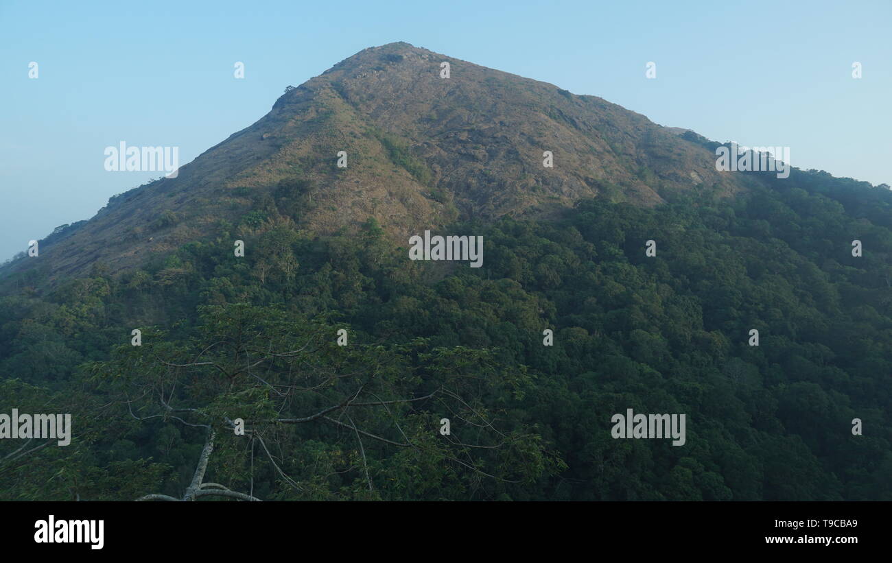 Une belle forêt en Inde Banque D'Images