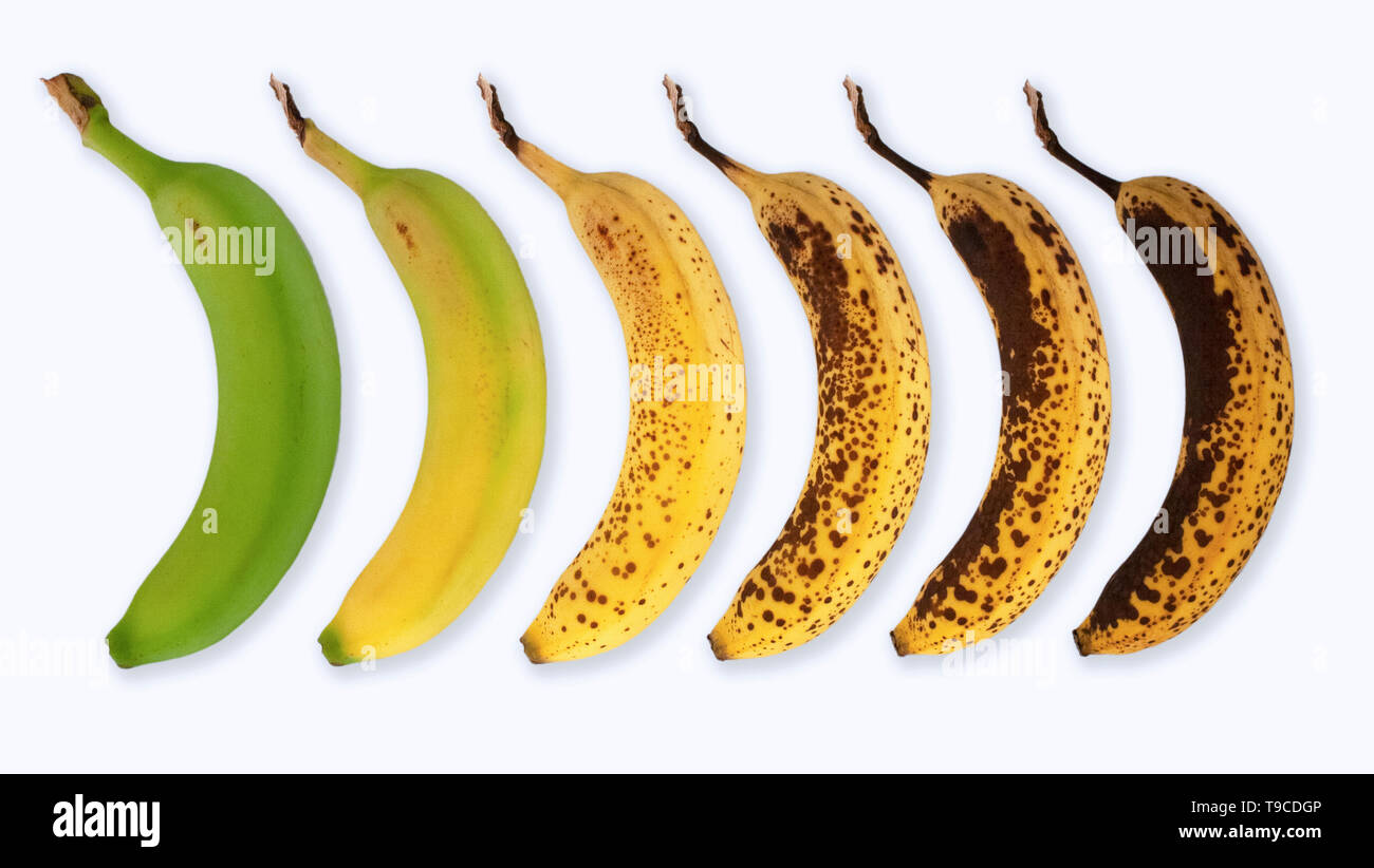 Le processus de vieillissement l'illustre avec le vieillissement de la banane Banque D'Images