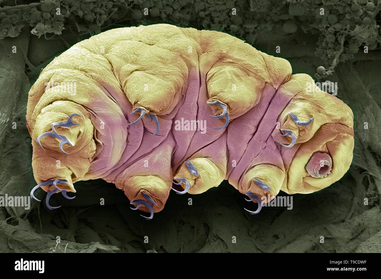 Tardigrade, SEM Banque D'Images