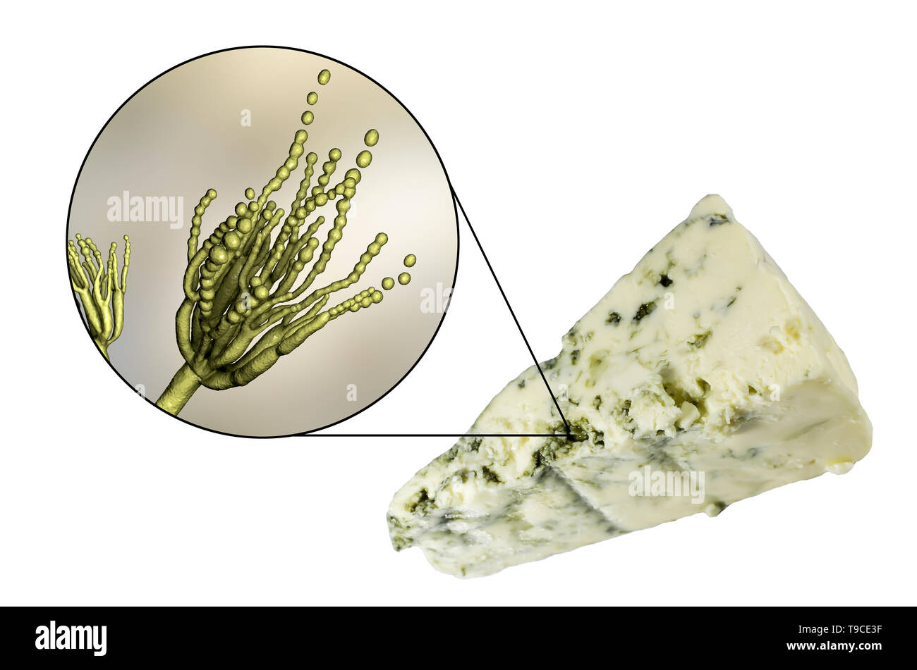 Champignon Penicillium et fromage de Roquefort, image composite Banque D'Images