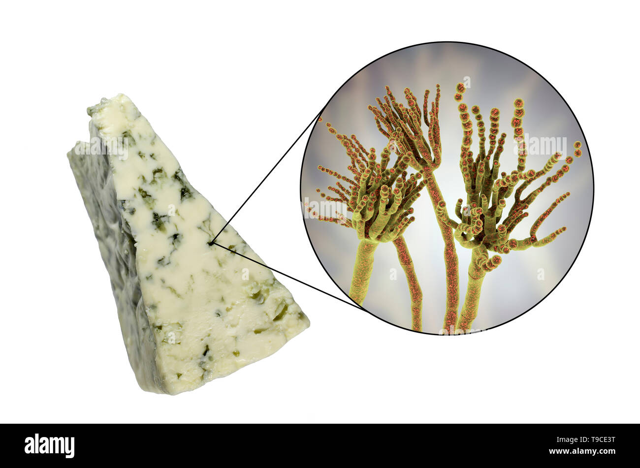 Champignon Penicillium et fromage de Roquefort, image composite Banque D'Images