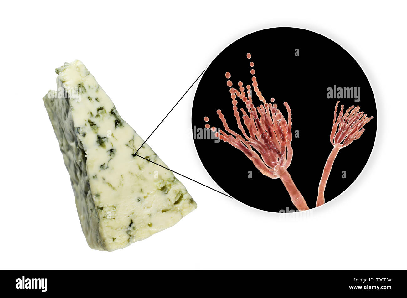Champignon Penicillium et fromage de Roquefort, image composite Banque D'Images