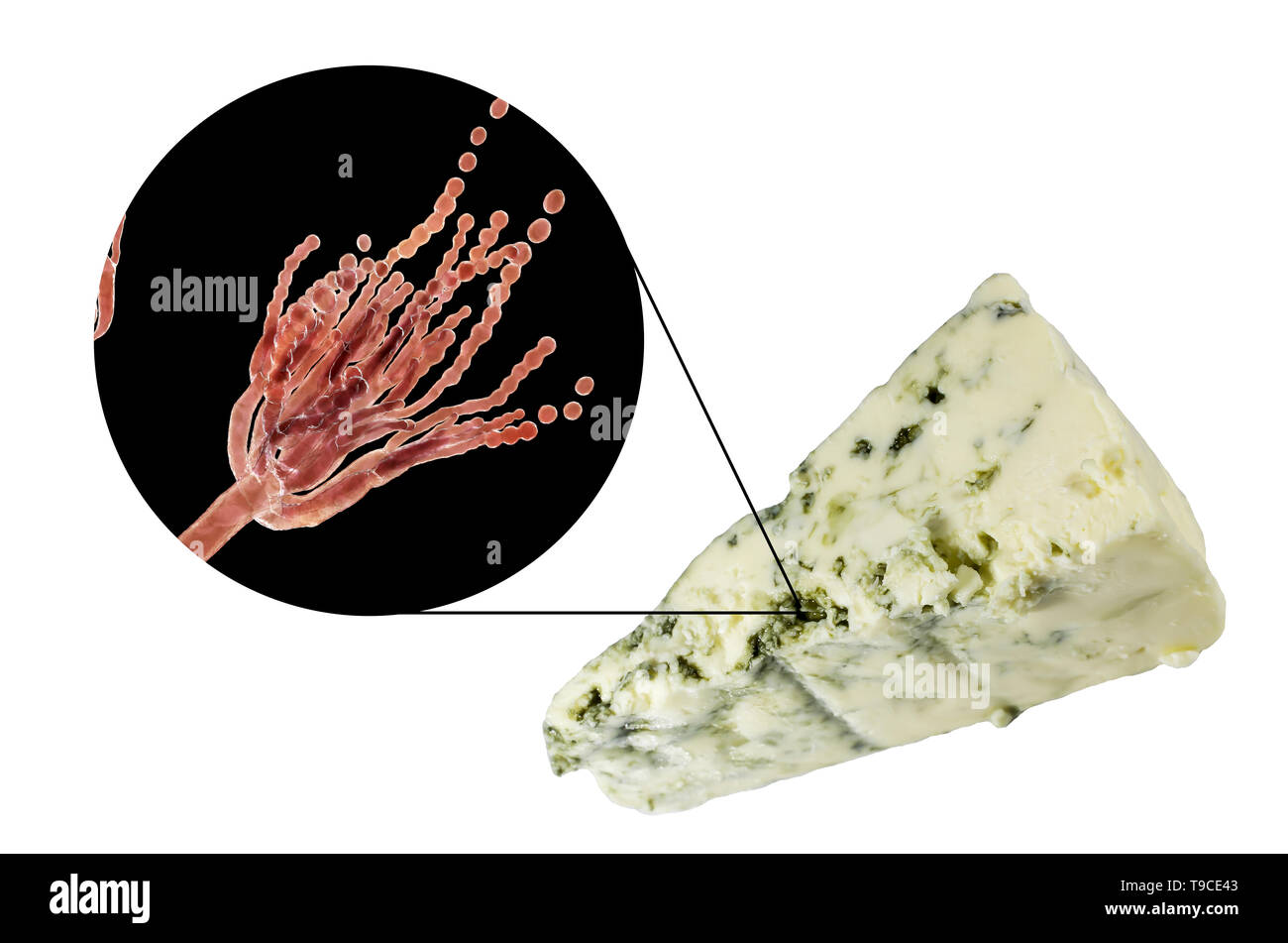 Champignon Penicillium et fromage de Roquefort, image composite Banque D'Images