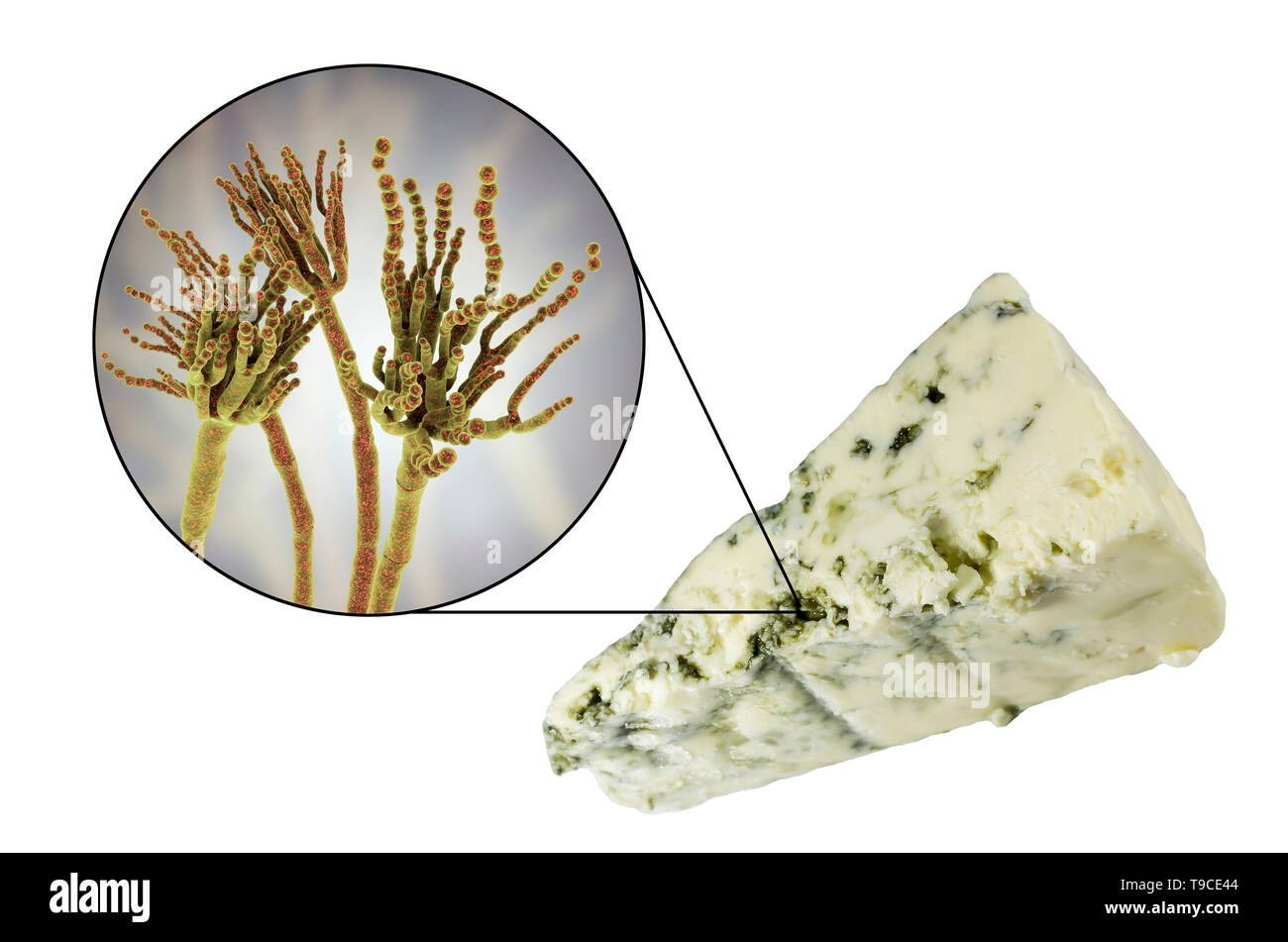 Champignon Penicillium et fromage de Roquefort, image composite Banque D'Images