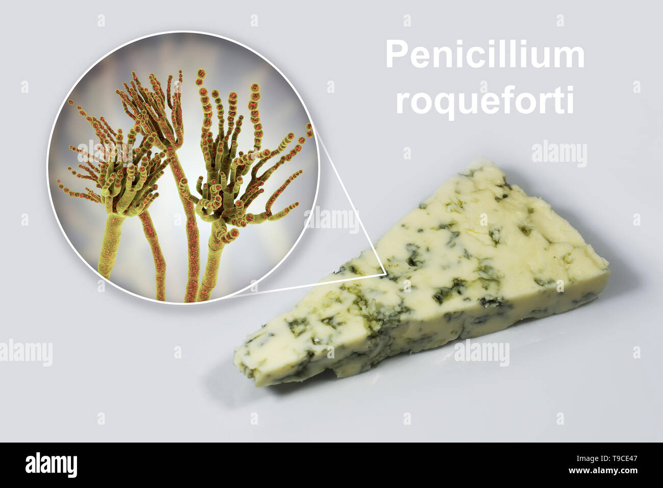 Champignon Penicillium et fromage de Roquefort, image composite Banque D'Images