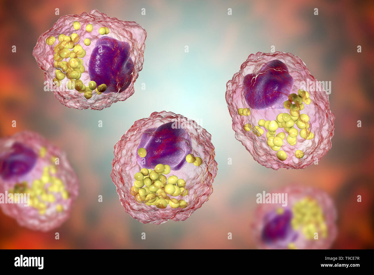 Macrophage cellule mousse, illustration Banque D'Images