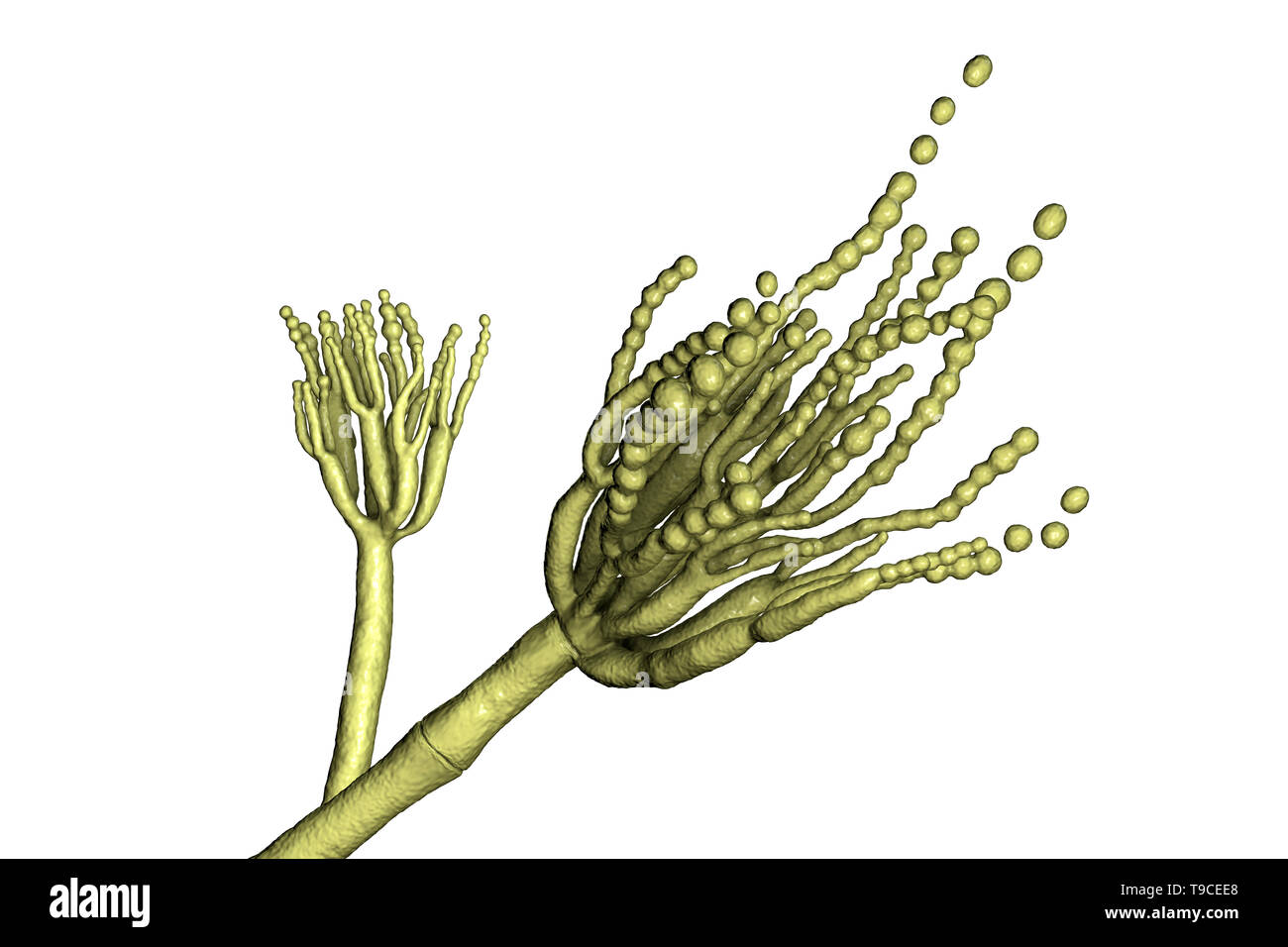 Champignon Penicillium roqueforti, illustration Banque D'Images