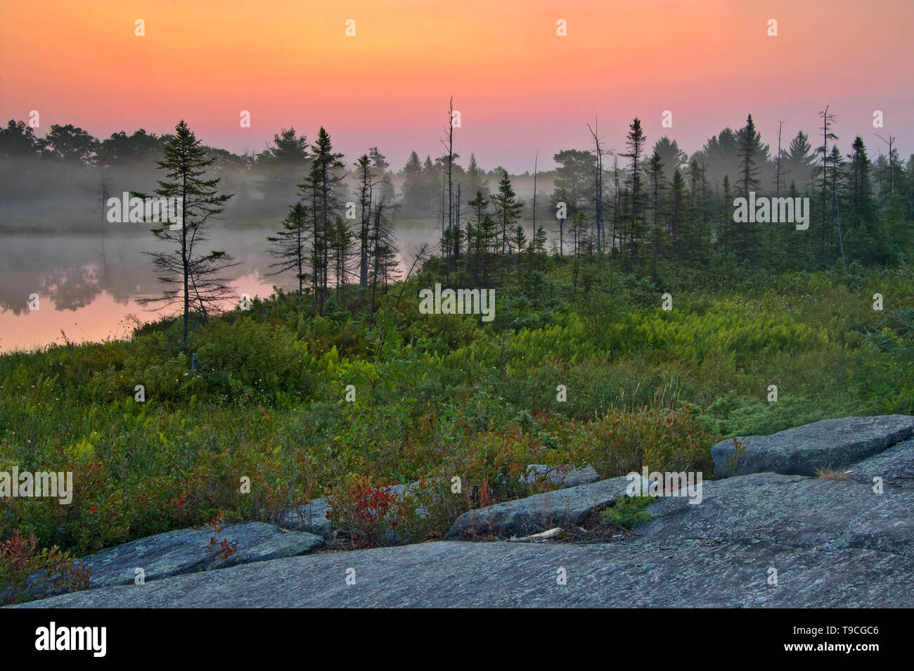 Lever du soleil et brouillard à Torrance Barrens Étang Highland Dark-Sky Preserve Ontario Canada Banque D'Images