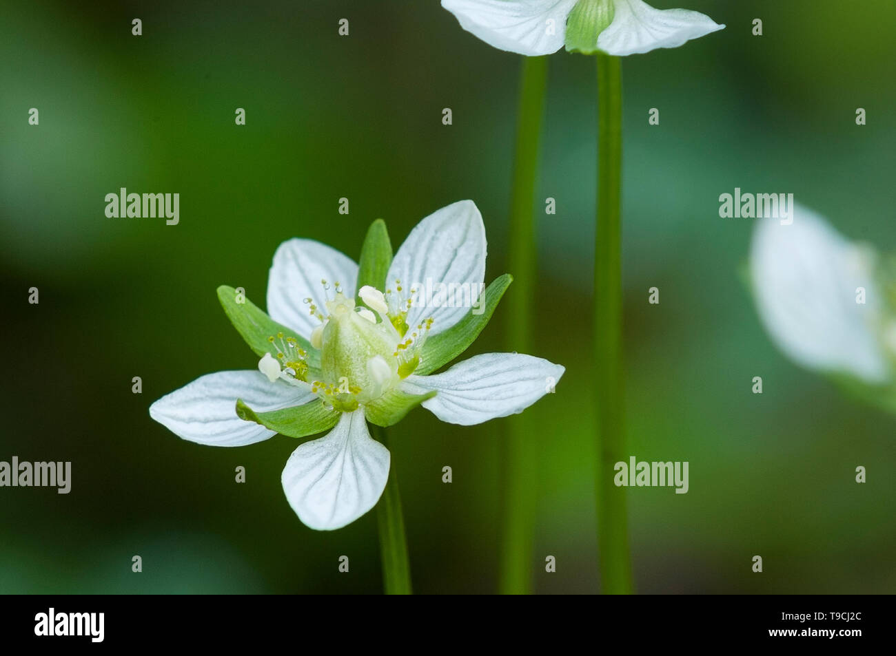 Le nord de l'herbe de Parnassus, Parnassia palustris, montagnes Rocheuses, Alberta, Canada Banque D'Images