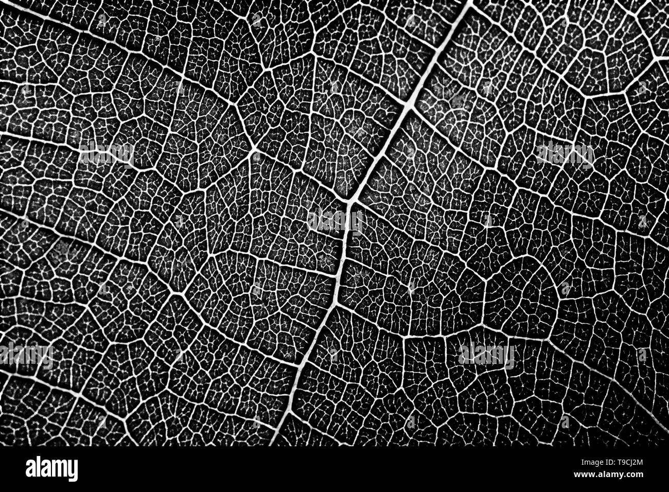 Modèle de feuille de vigne transparente de texture, motif en noir et blanc Banque D'Images