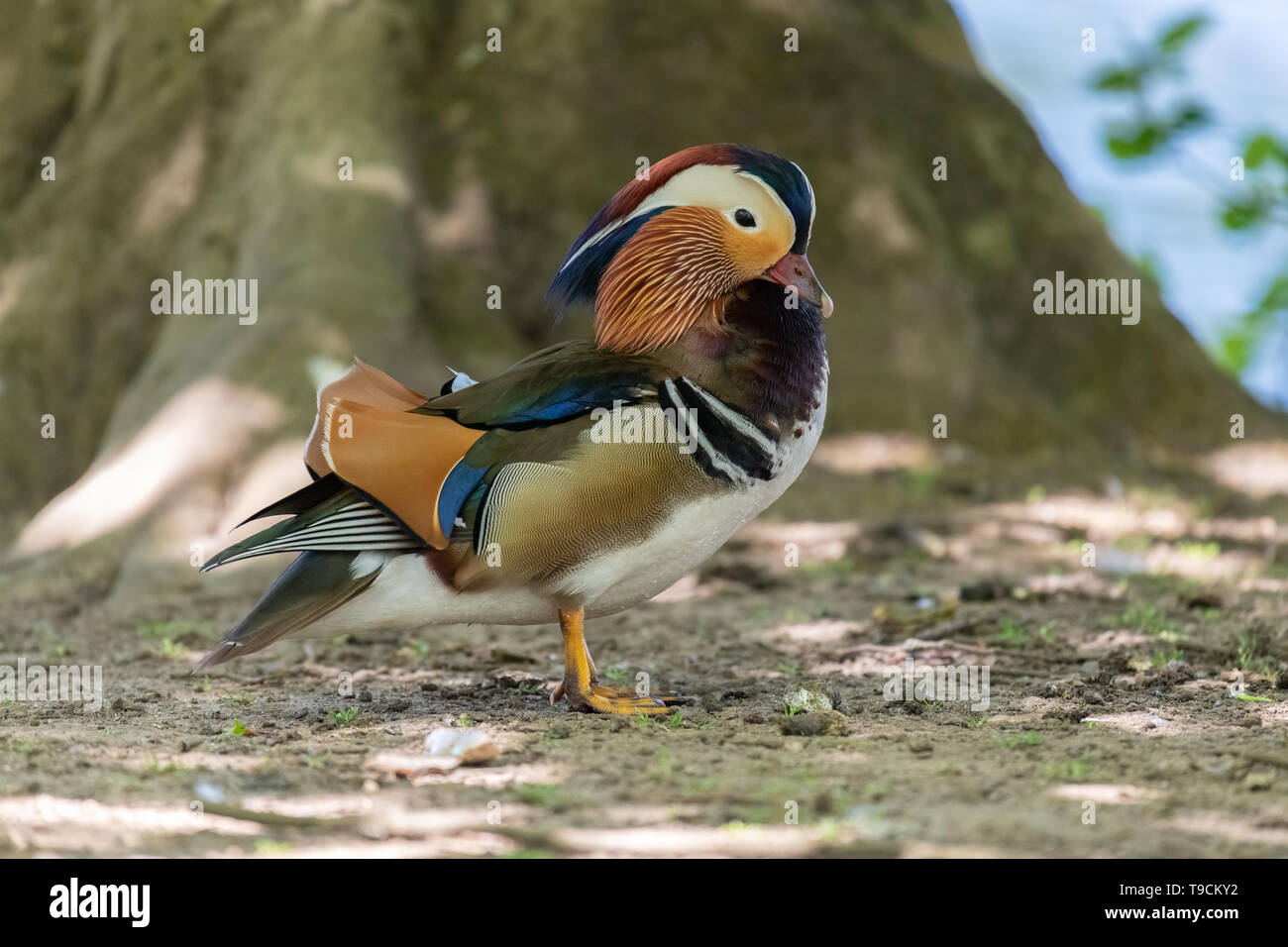 Canard mandarin (Aix galericulata) mâle. Banque D'Images