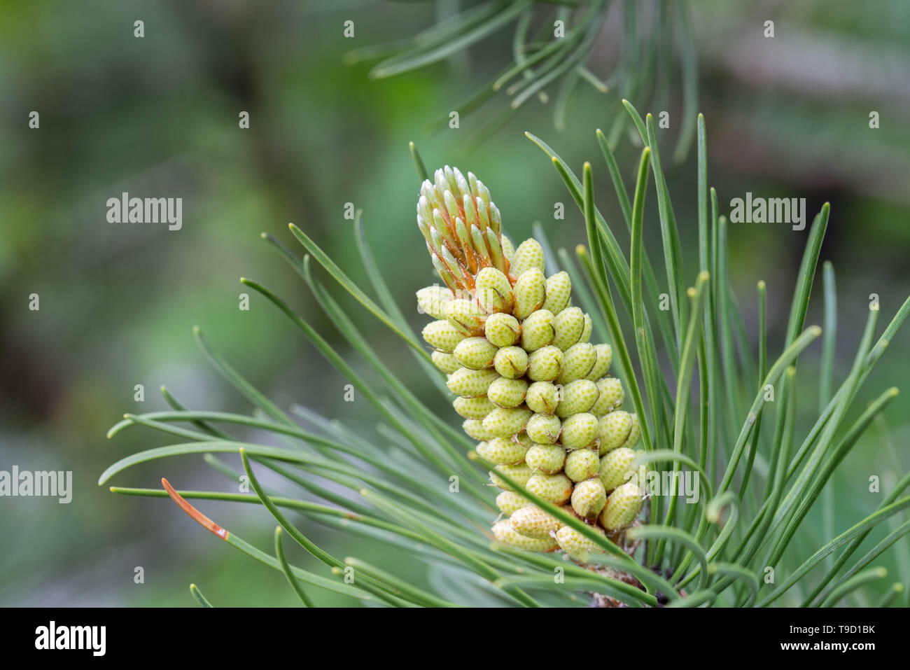 Macro fleur mâle pin ressort on twig Banque D'Images
